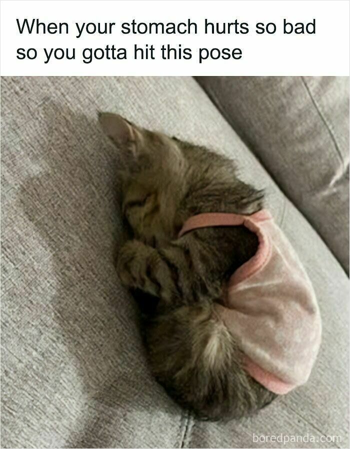 These Cat Memes Will Totally Crack You Up (And Maybe Teach You Stuff?)