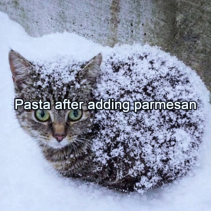 These Cat Memes Will Totally Crack You Up (And Maybe Teach You Stuff?)