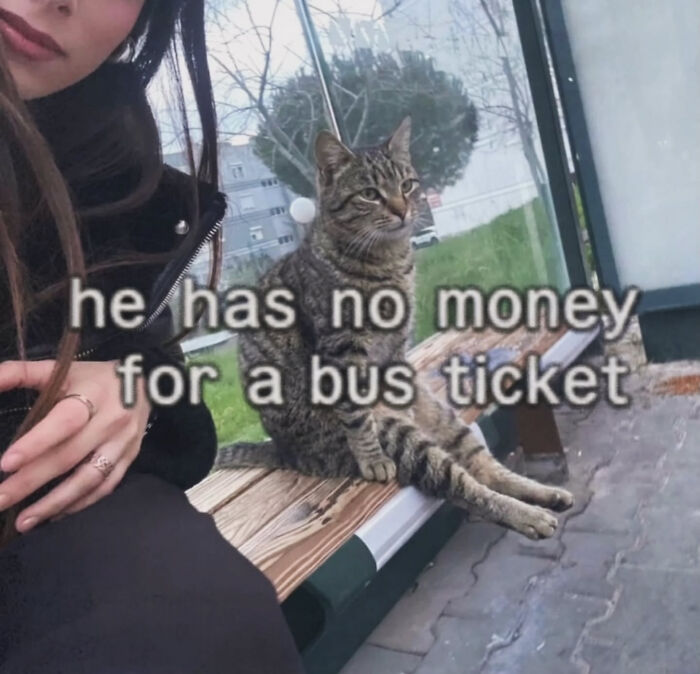 These Cat Memes Will Totally Crack You Up (And Maybe Teach You Stuff?)