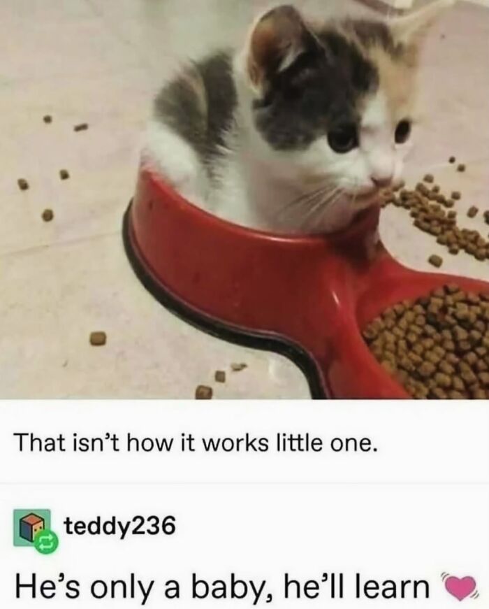 These Cat Memes Will Totally Crack You Up (And Maybe Teach You Stuff?)
