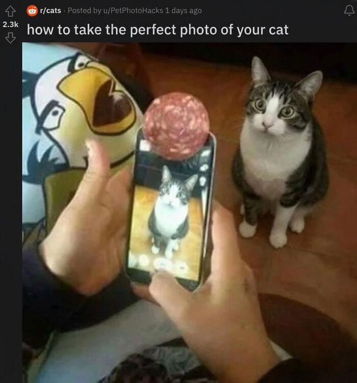 These Cat Memes Will Totally Crack You Up (And Maybe Teach You Stuff?)