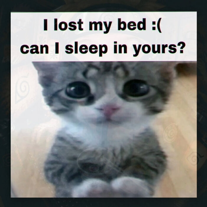 These Cat Memes Will Totally Crack You Up (And Maybe Teach You Stuff?)
