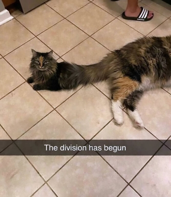 These Cat Memes Will Totally Crack You Up (And Maybe Teach You Stuff?)
