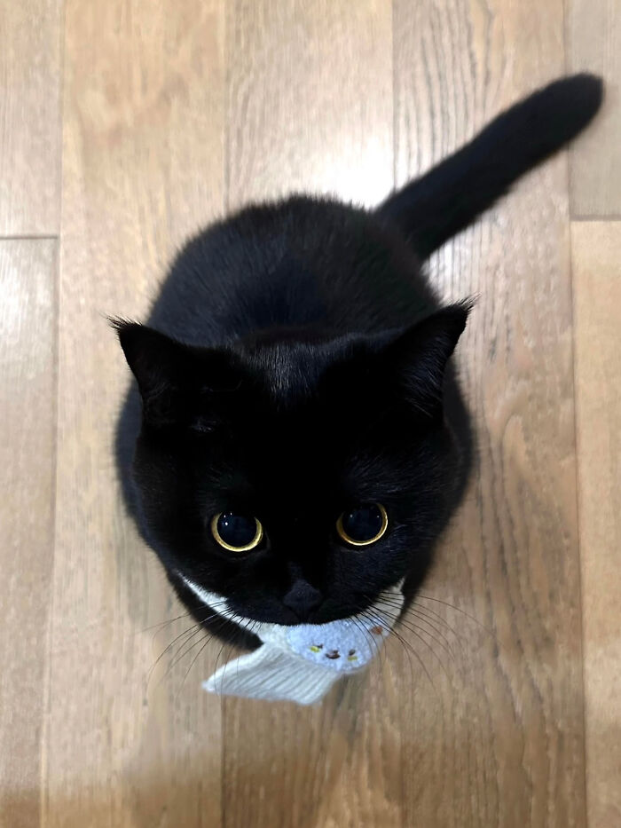 These Cat Memes Will Totally Crack You Up (And Maybe Teach You Stuff?)