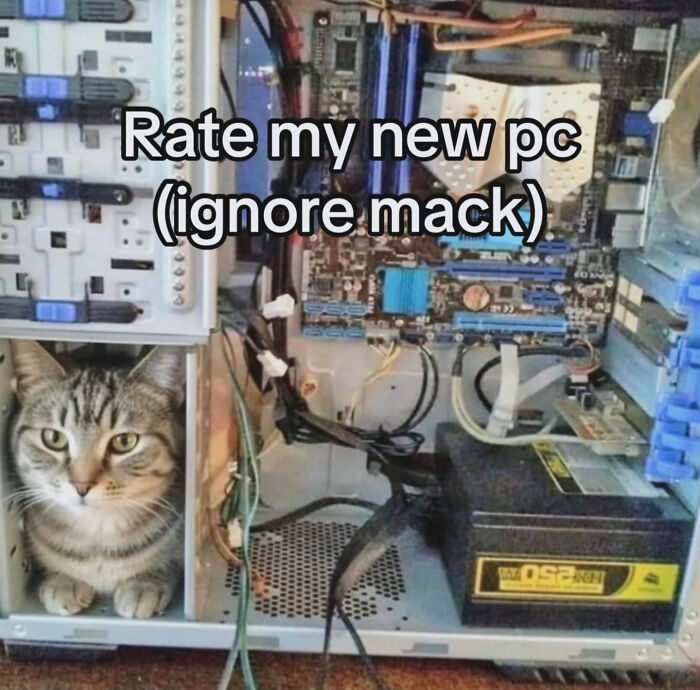 These Cat Memes Will Totally Crack You Up (And Maybe Teach You Stuff?)