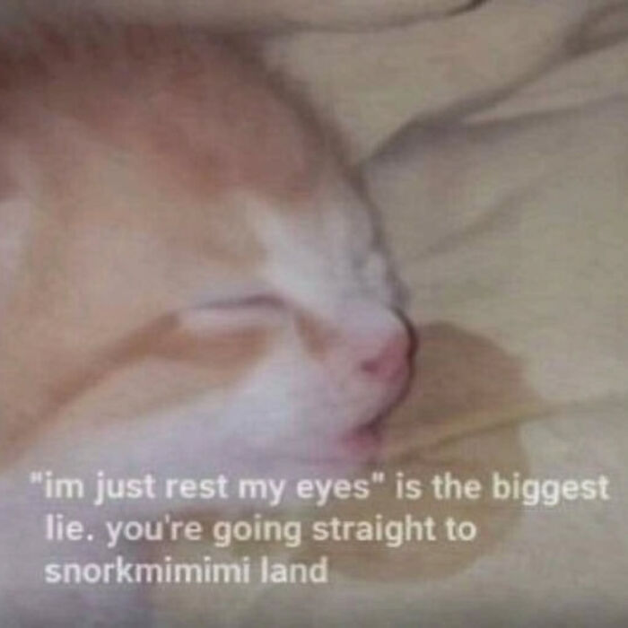 These Cat Memes Will Totally Crack You Up (And Maybe Teach You Stuff?)