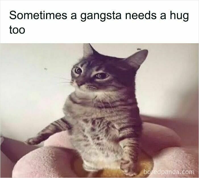 These Cat Memes Will Totally Crack You Up (And Maybe Teach You Stuff?)