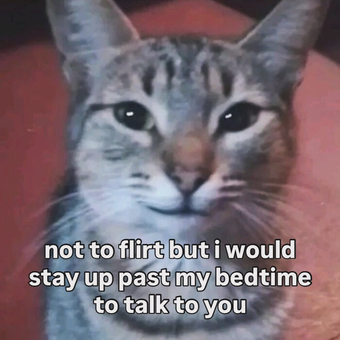 These Cat Memes Will Totally Crack You Up (And Maybe Teach You Stuff?)