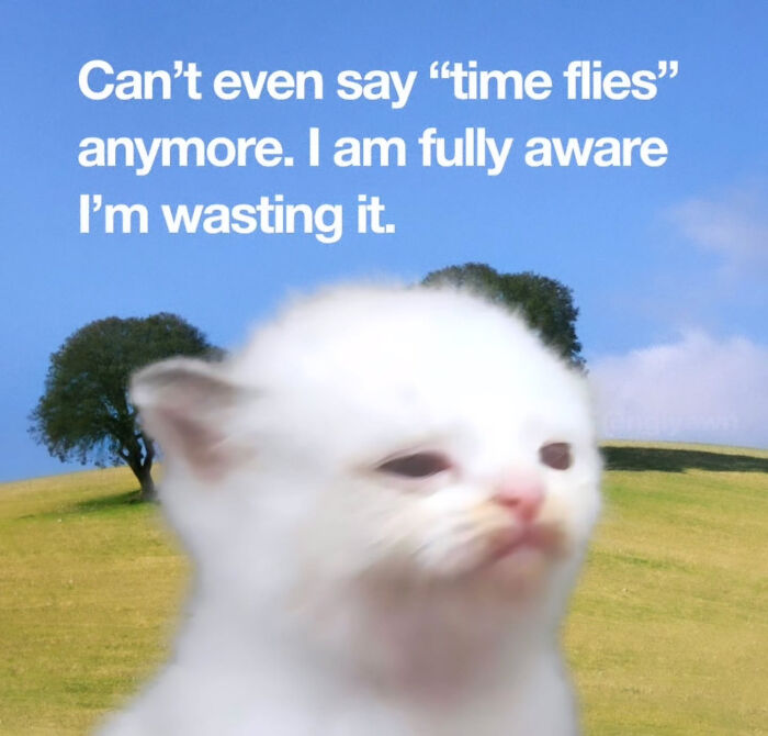 These Cat Memes Will Totally Crack You Up (And Maybe Teach You Stuff?)