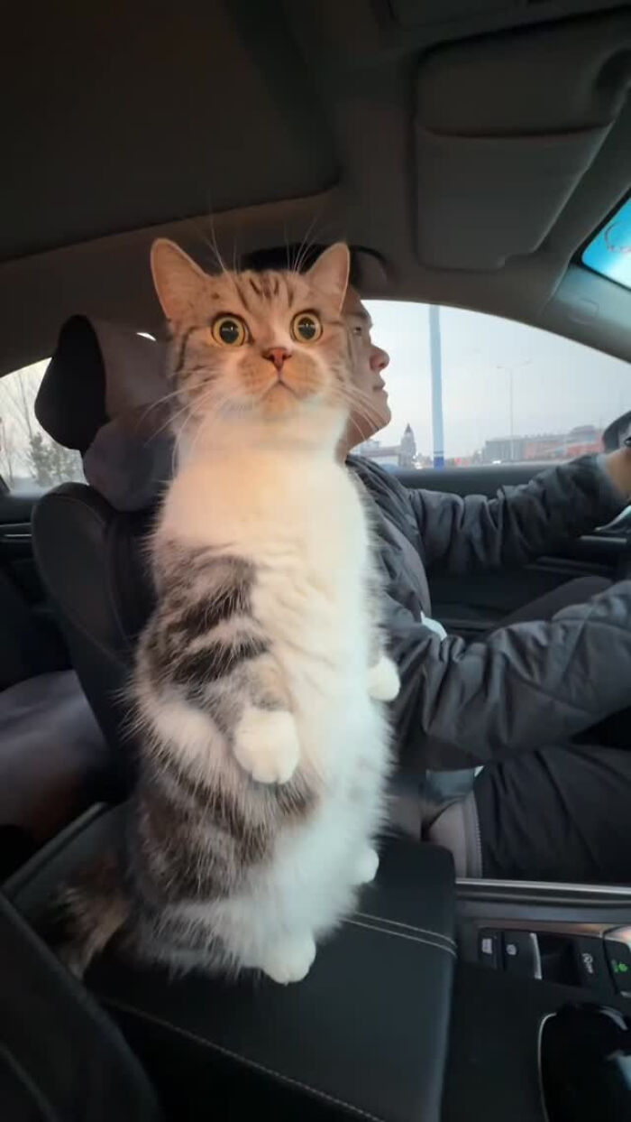 These Cat Memes Will Totally Crack You Up (And Maybe Teach You Stuff?)