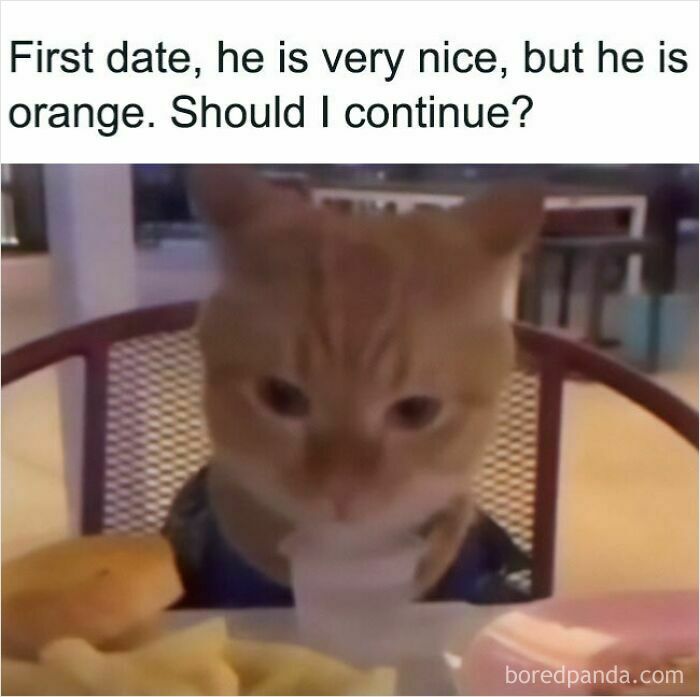 These Cat Memes Will Totally Crack You Up (And Maybe Teach You Stuff?)