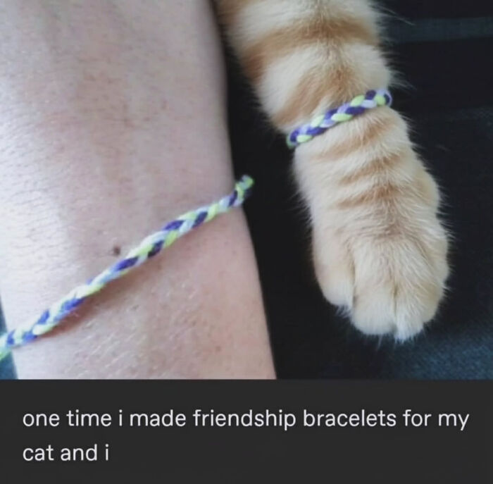 These Cat Memes Will Totally Crack You Up (And Maybe Teach You Stuff?)