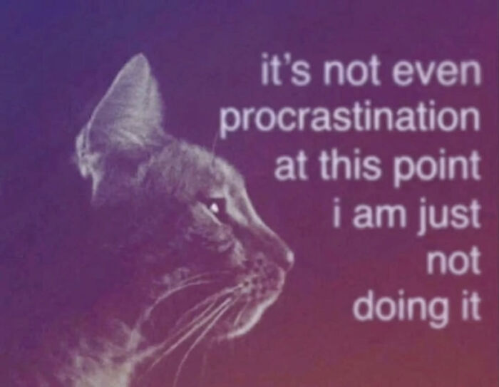 These Cat Memes Will Totally Crack You Up (And Maybe Teach You Stuff?)