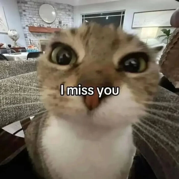 These Cat Memes Will Totally Crack You Up (And Maybe Teach You Stuff?)