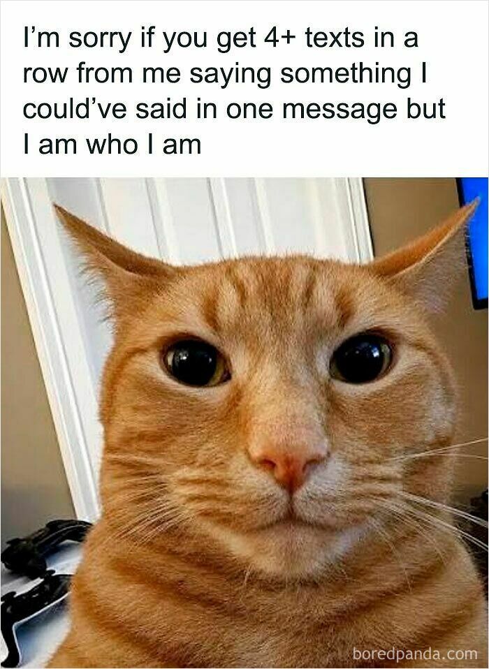 These Cat Memes Will Totally Crack You Up (And Maybe Teach You Stuff?)