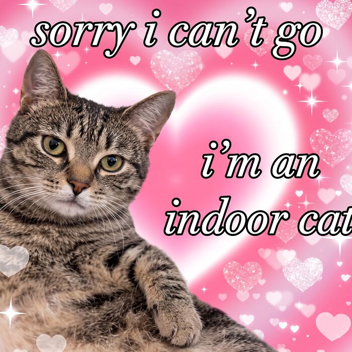 These Cat Memes Will Totally Crack You Up (And Maybe Teach You Stuff?)