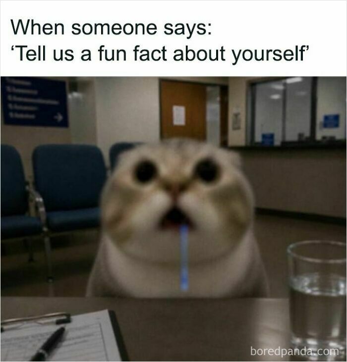 These Cat Memes Will Totally Crack You Up (And Maybe Teach You Stuff?)