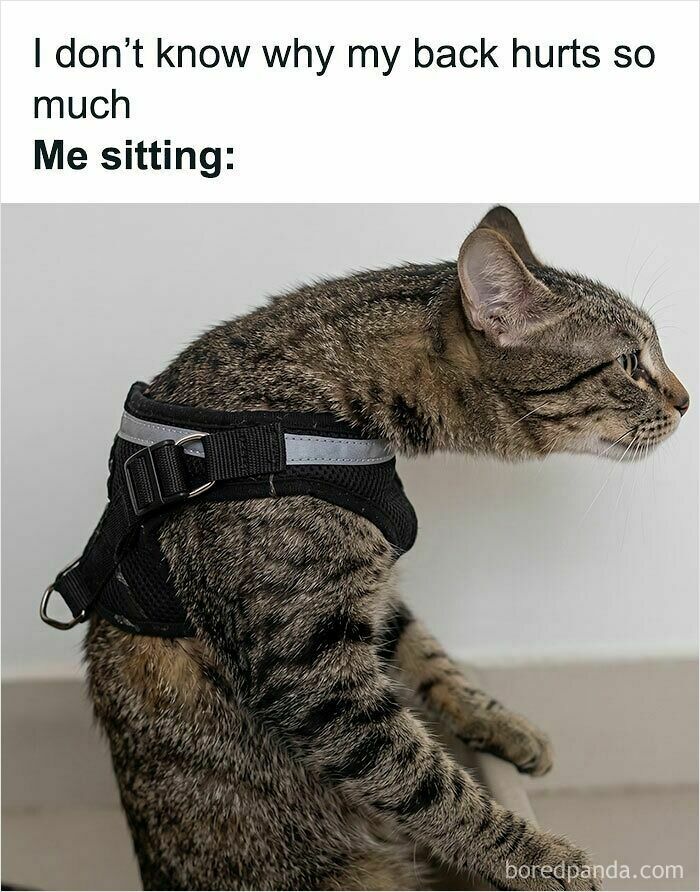 These Cat Memes Will Totally Crack You Up (And Maybe Teach You Stuff?)