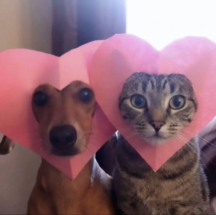 These Cat Memes Will Totally Crack You Up (And Maybe Teach You Stuff?)
