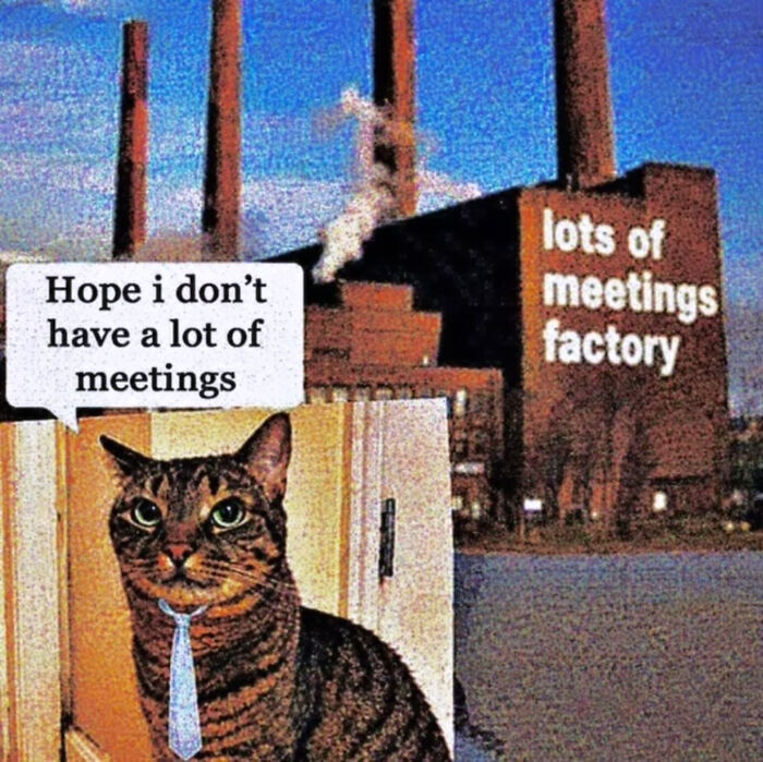 These Cat Memes Will Totally Crack You Up (And Maybe Teach You Stuff?)