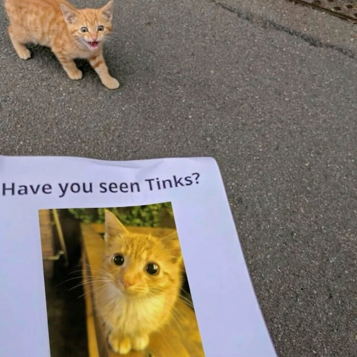 These Cat Memes Will Totally Crack You Up (And Maybe Teach You Stuff?)
