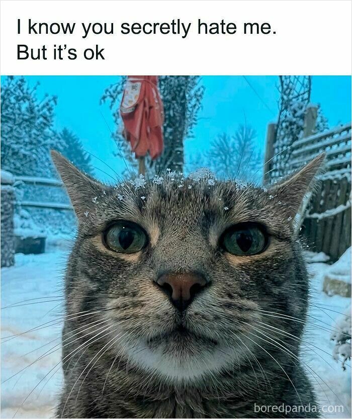 These Cat Memes Will Totally Crack You Up (And Maybe Teach You Stuff?)