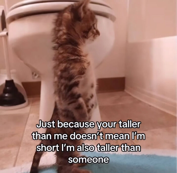 These Cat Memes Will Totally Crack You Up (And Maybe Teach You Stuff?)