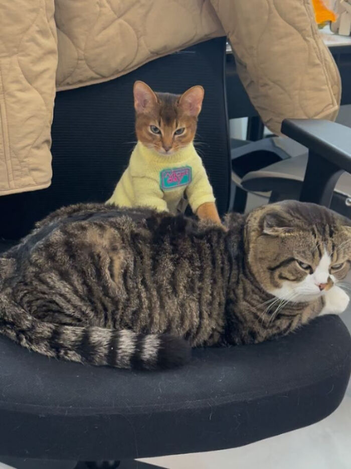 These Cat Memes Will Totally Crack You Up (And Maybe Teach You Stuff?)