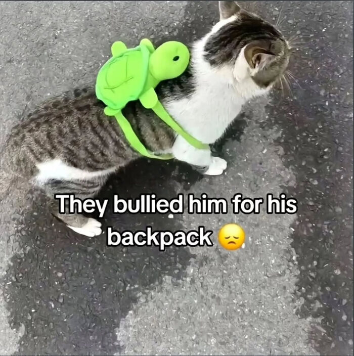 These Cat Memes Will Totally Crack You Up (And Maybe Teach You Stuff?)