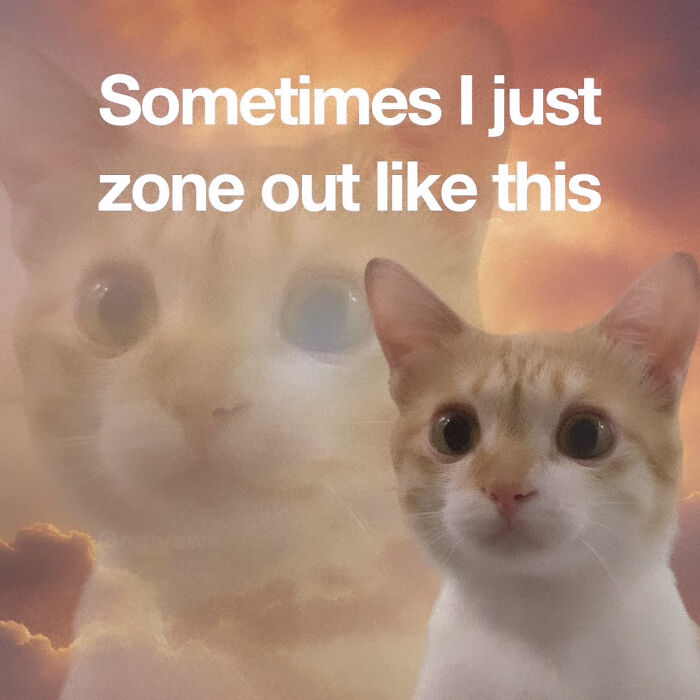 These Cat Memes Will Totally Crack You Up (And Maybe Teach You Stuff?)