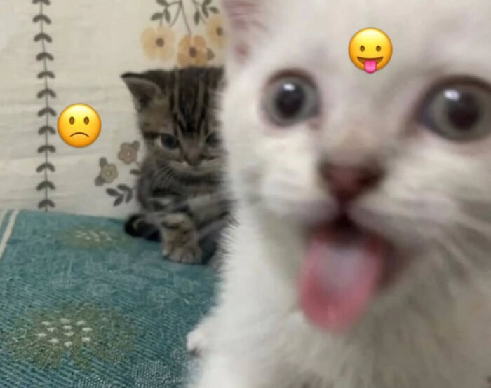 These Cat Memes Will Totally Crack You Up (And Maybe Teach You Stuff?)