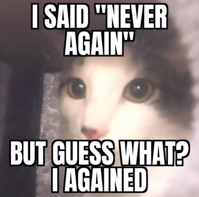 These Cat Memes Will Totally Crack You Up (And Maybe Teach You Stuff?)