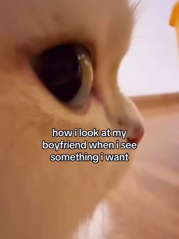 These Cat Memes Will Totally Crack You Up (And Maybe Teach You Stuff?)