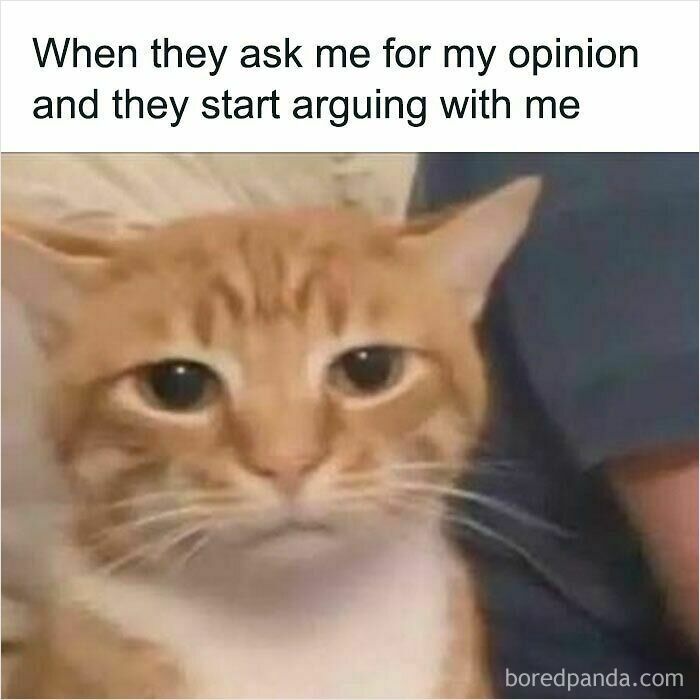 These Cat Memes Will Totally Crack You Up (And Maybe Teach You Stuff?)