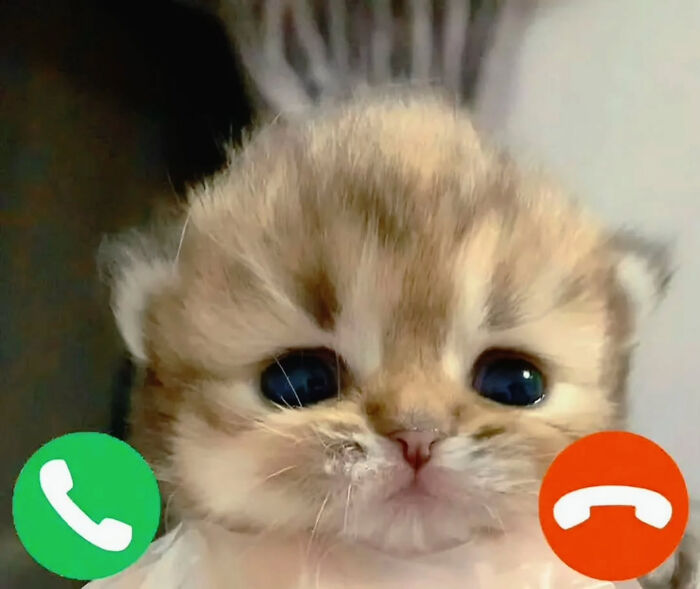These Cat Memes Will Totally Crack You Up (And Maybe Teach You Stuff?)