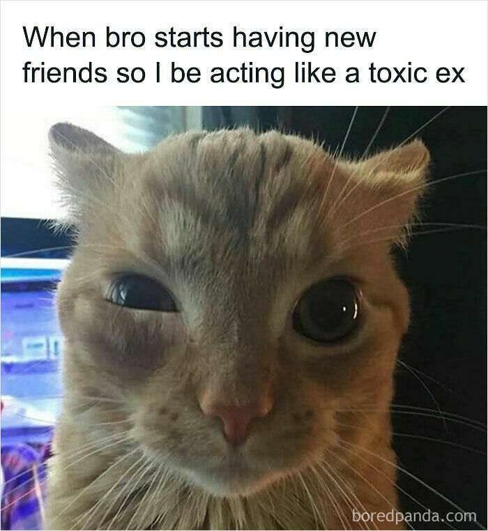 These Cat Memes Will Totally Crack You Up (And Maybe Teach You Stuff?)
