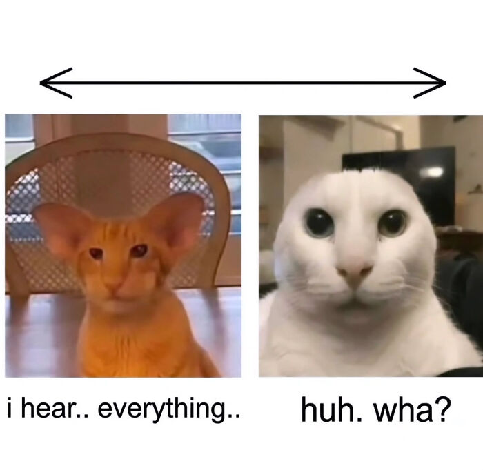 These Cat Memes Will Totally Crack You Up (And Maybe Teach You Stuff?)