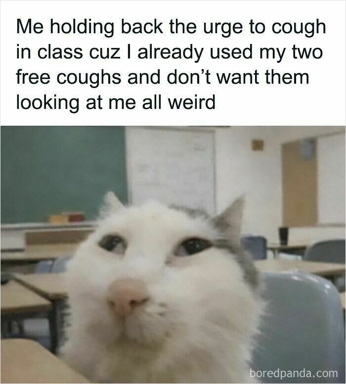 These Cat Memes Will Totally Crack You Up (And Maybe Teach You Stuff?)