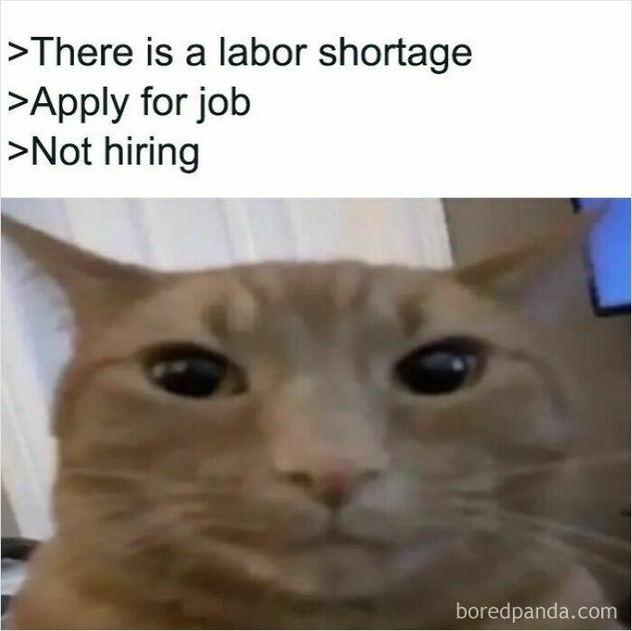These Cat Memes Will Totally Crack You Up (And Maybe Teach You Stuff?)