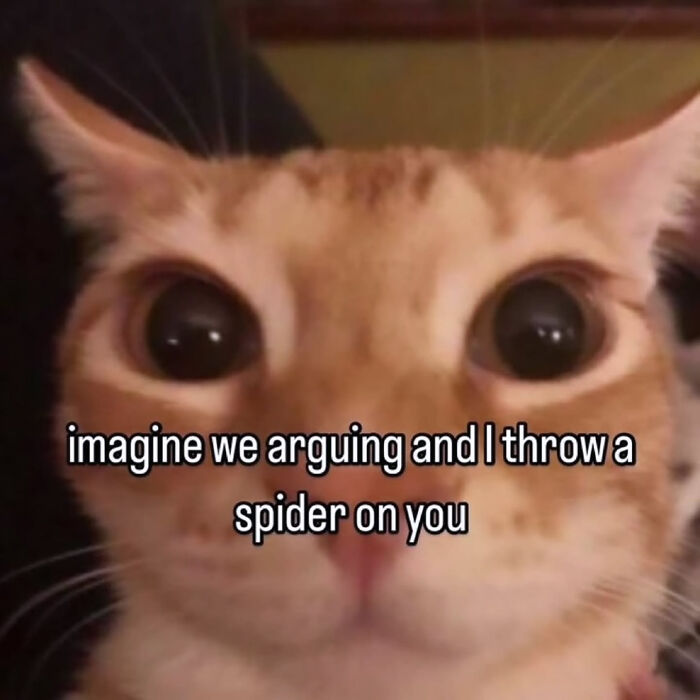 These Cat Memes Will Totally Crack You Up (And Maybe Teach You Stuff?)