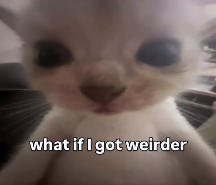 These Cat Memes Will Totally Crack You Up (And Maybe Teach You Stuff?)