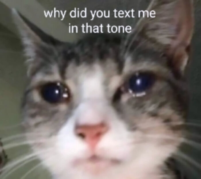 These Cat Memes Will Totally Crack You Up (And Maybe Teach You Stuff?)