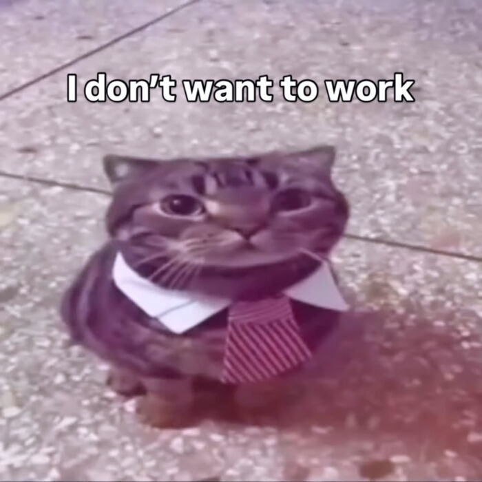 These Cat Memes Will Totally Crack You Up (And Maybe Teach You Stuff?)
