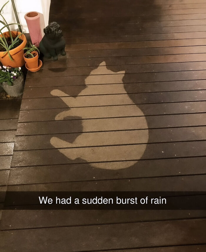 These Cat Memes Will Totally Crack You Up (And Maybe Teach You Stuff?)