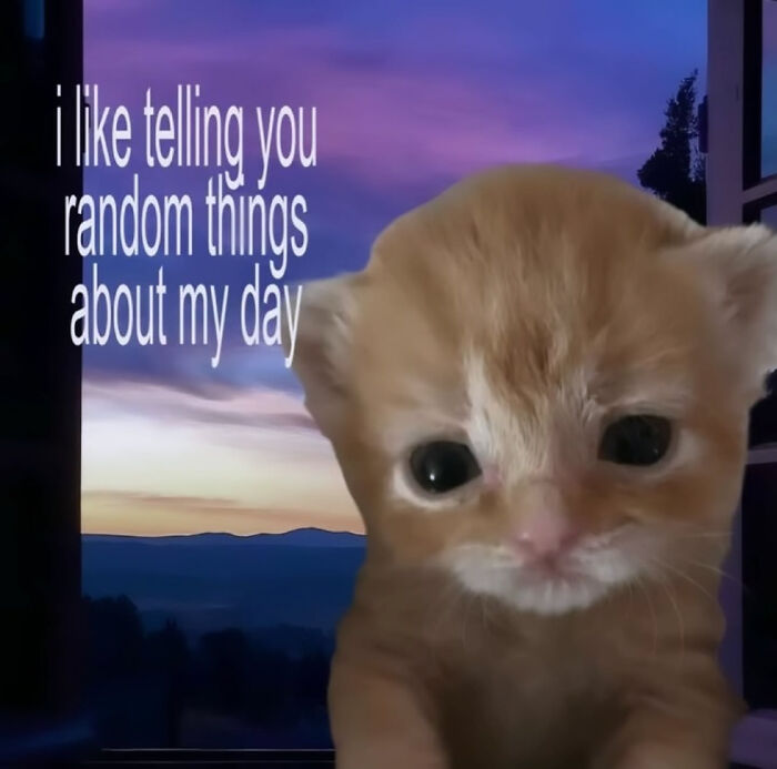 These Cat Memes Will Totally Crack You Up (And Maybe Teach You Stuff?)