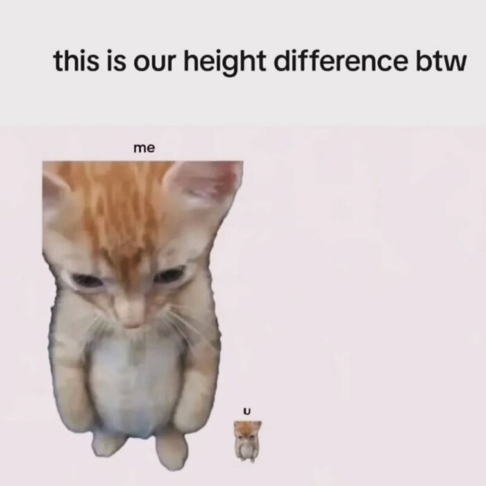 These Cat Memes Will Totally Crack You Up (And Maybe Teach You Stuff?)