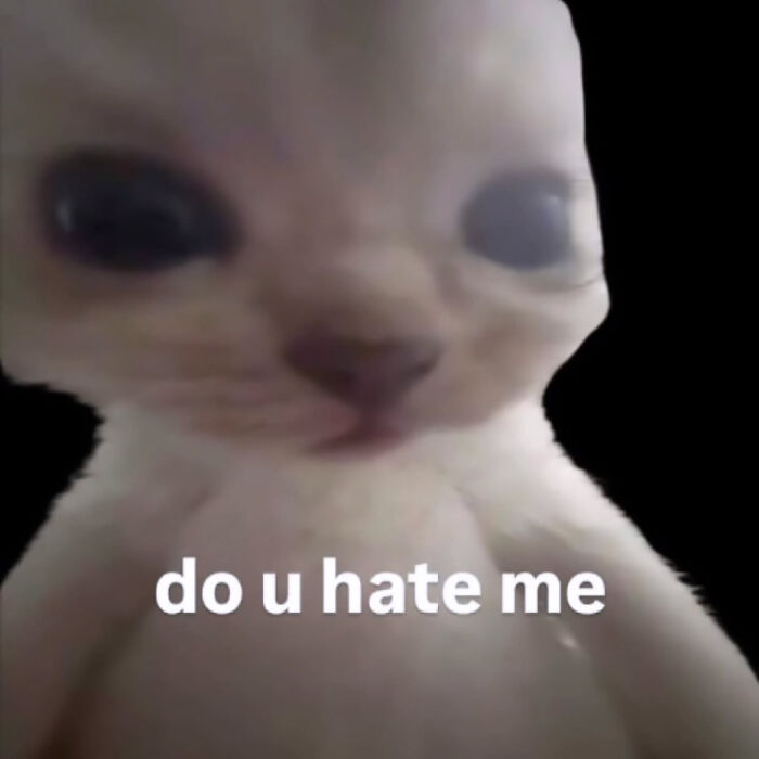 These Cat Memes Will Totally Crack You Up (And Maybe Teach You Stuff?)