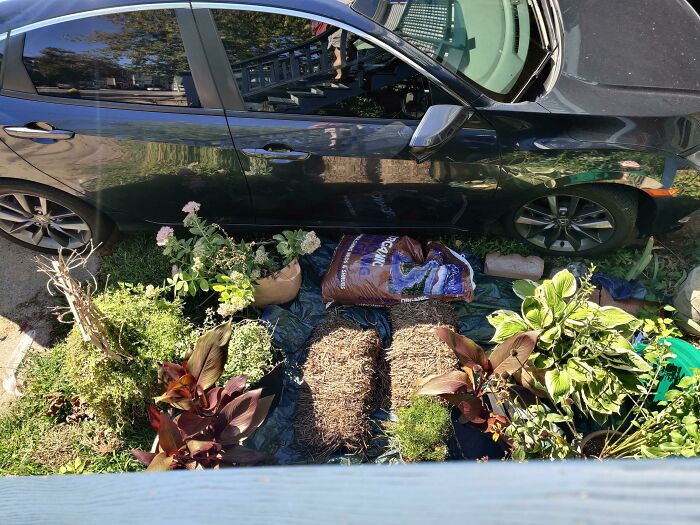 Neighbor Too Lazy for Trash Cans, Parks on My Flower Garden Instead