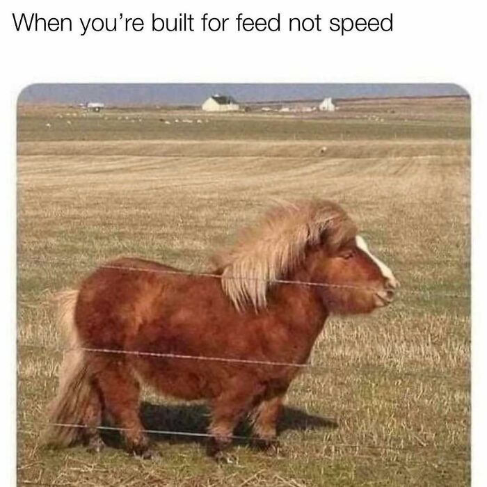 Wait, They Actually Ranked These Hilarious Sarcasm Memes?!