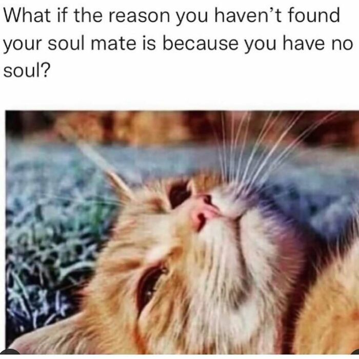 Wait, They Actually Ranked These Hilarious Sarcasm Memes?!